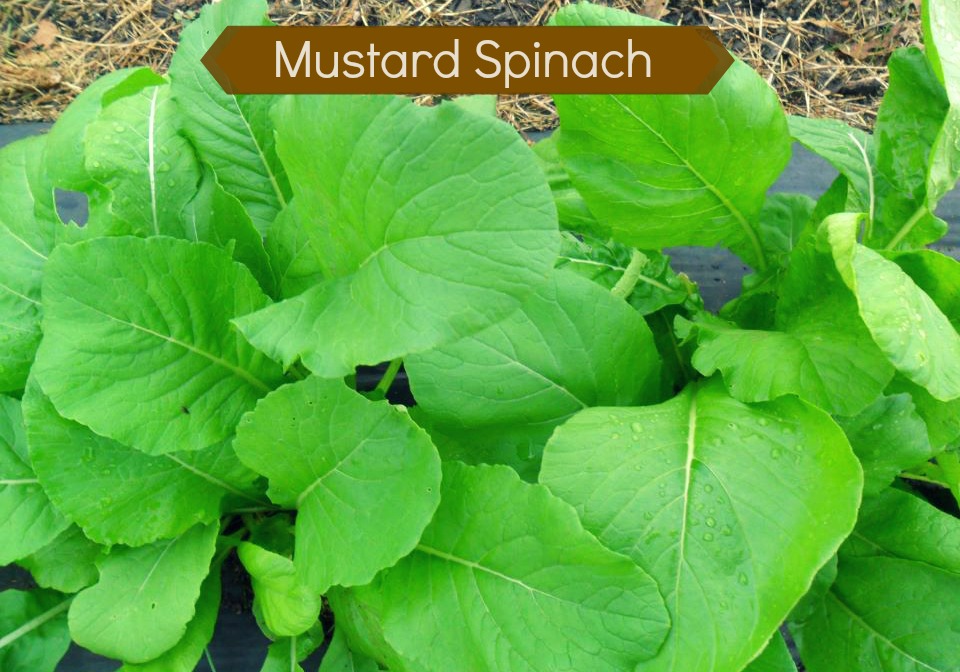 Livin' In The Green 3 Amazing (Heat Tolerant) Summer Greens for Your