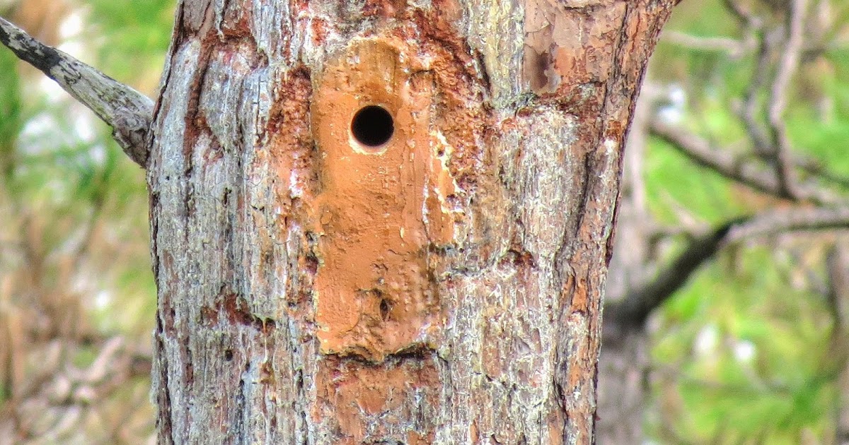 Backyard Birding....and Nature: Endangered Red Cockaded Woodpecker
