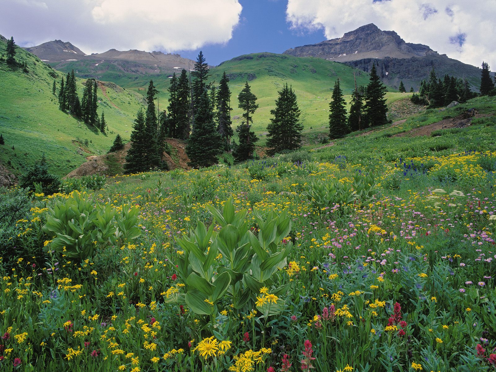Pippa #39 s Place Environmentally Speaking: Rocky Mountain Wildflowers Pippa #39 s Place Environmentally Speaking: Rocky Mountain Wildflowers