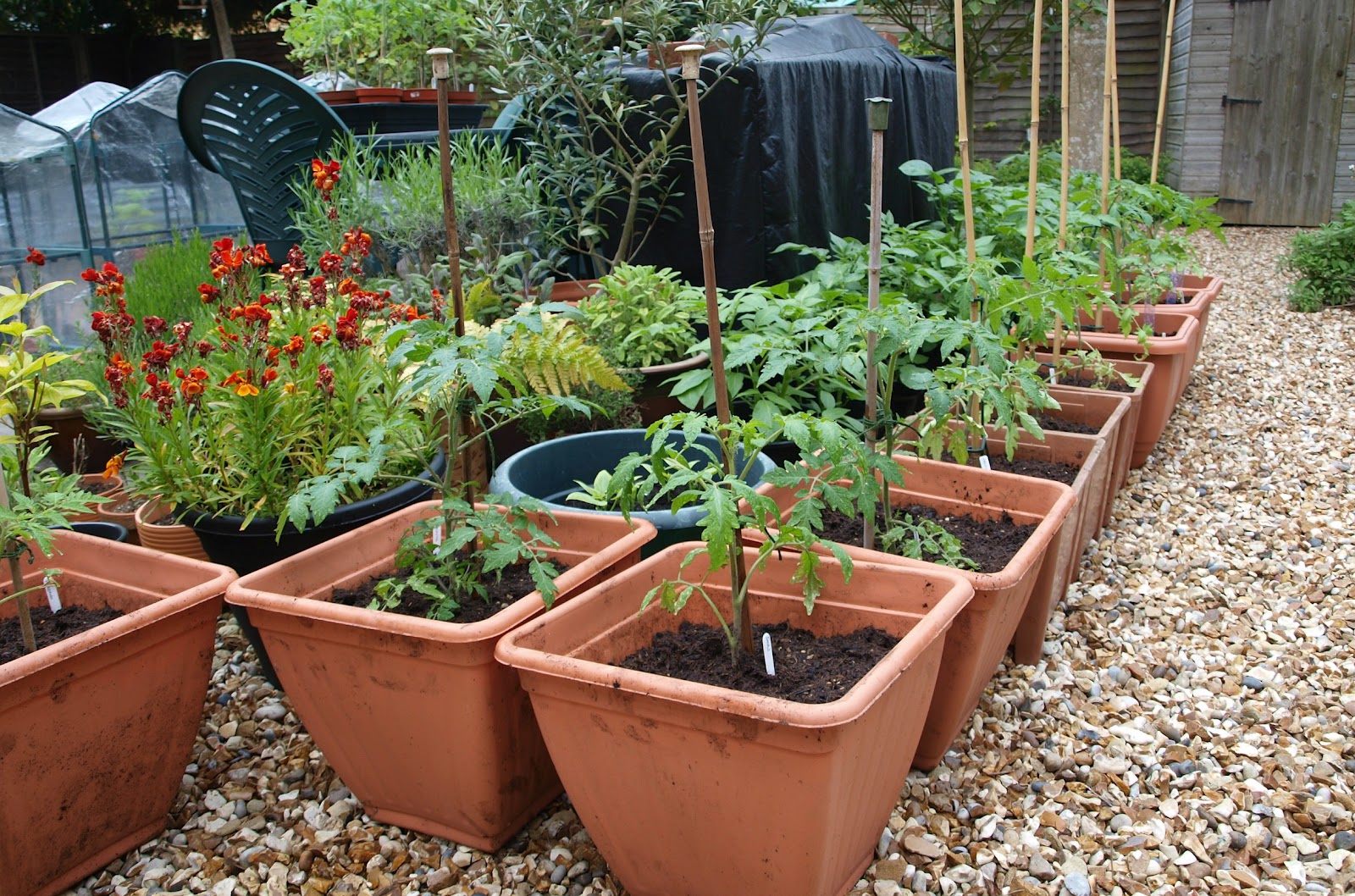 Mark�s Veg Plot The Tomatoes are planted out