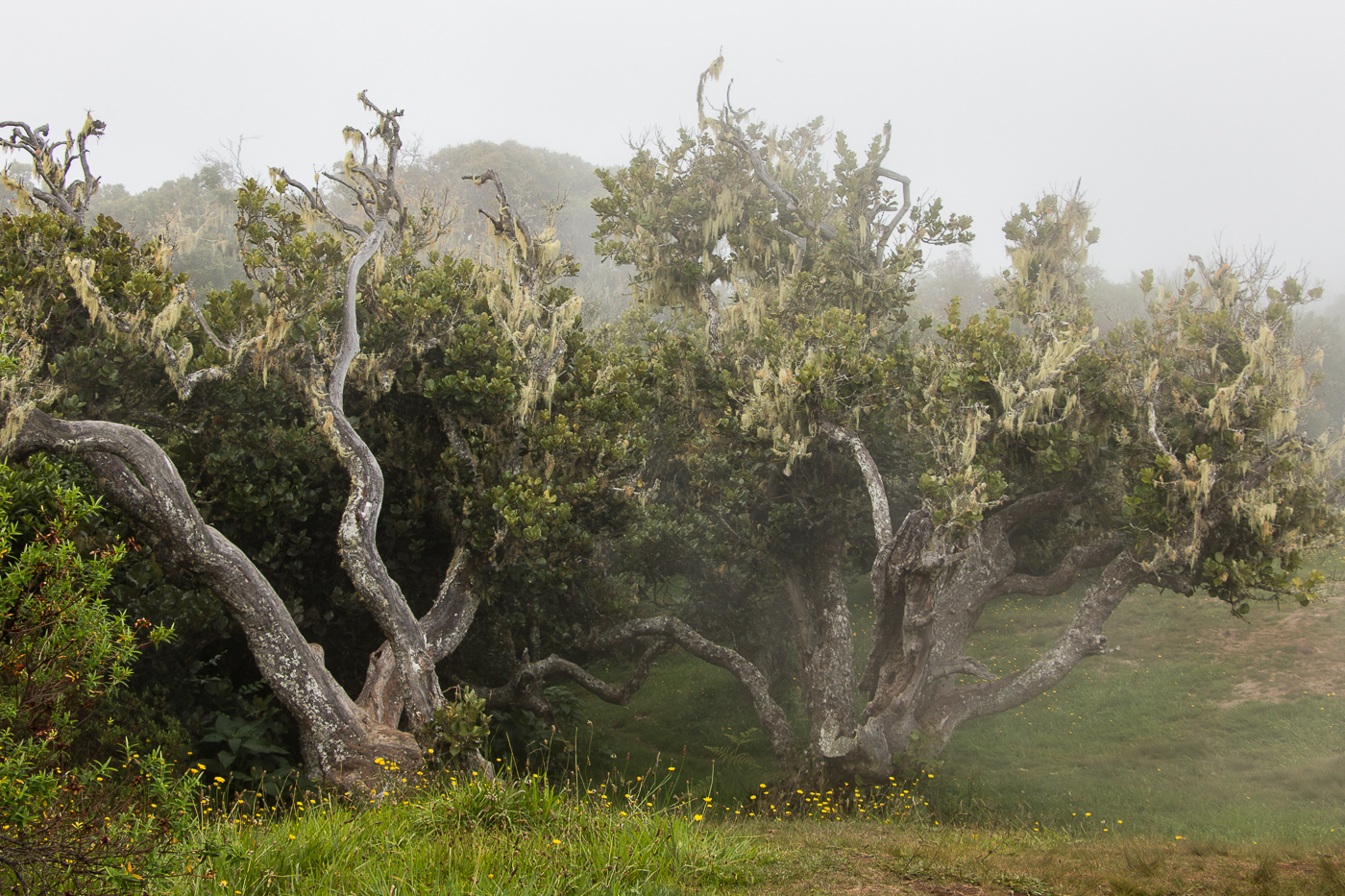Photos Bruno Collas La Réunion Forêt Notre Dame de la paix