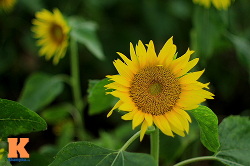 [Image: nho-mua-hoa-huong-duong-vao-he-2.jpg]