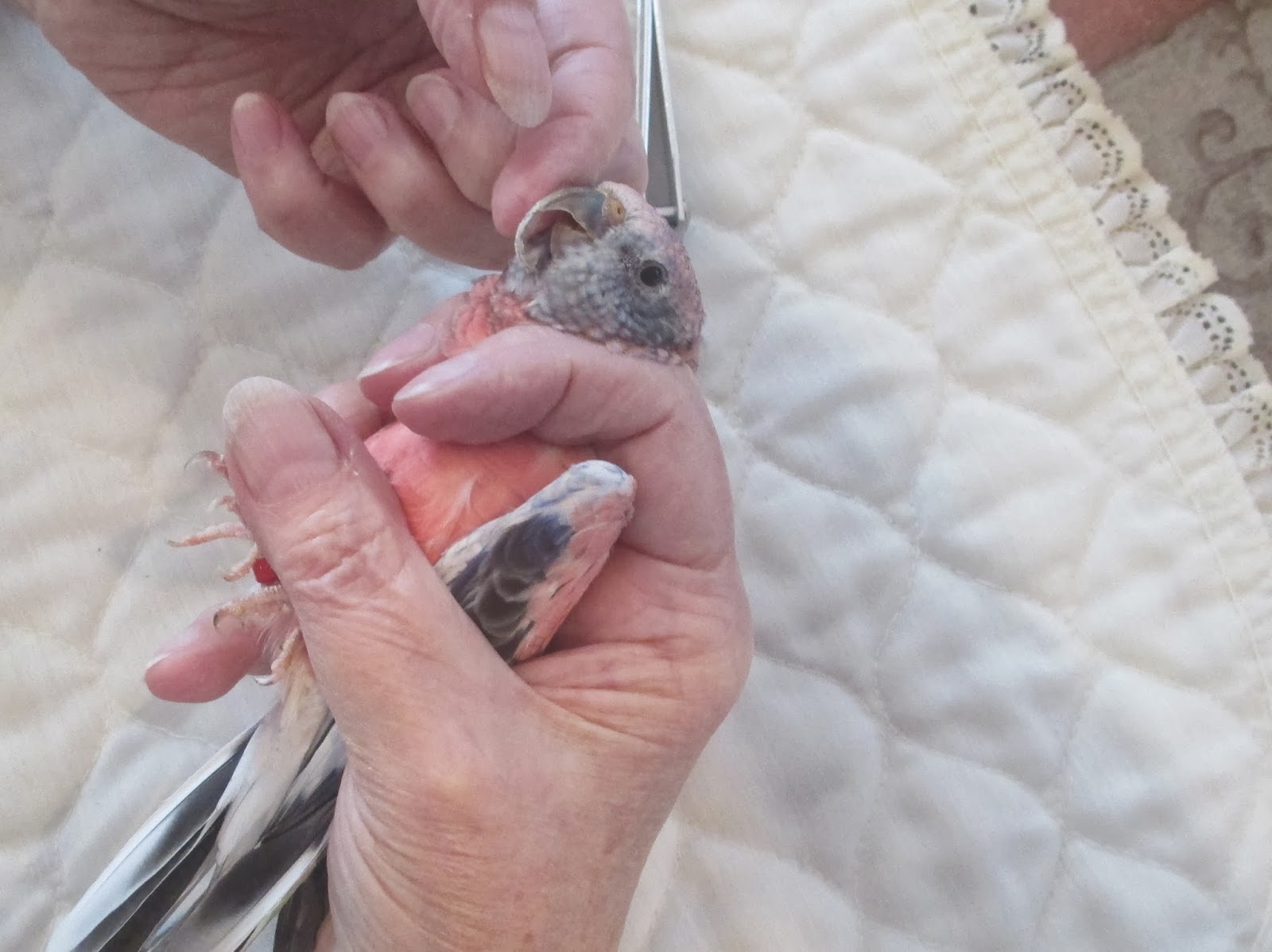 The Splendid Bourke Bird Blog Bird Beak Trimming Example on a Rosy