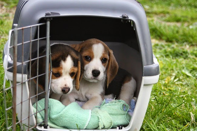 dog transport companies