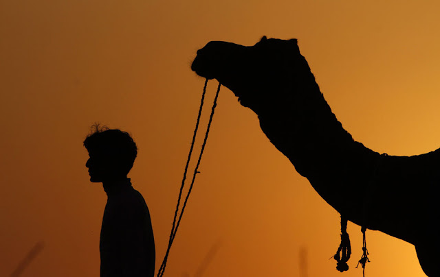 الهند: إحتفالات بوشكار لعام 2012 Pushkar+Camel+%286%29