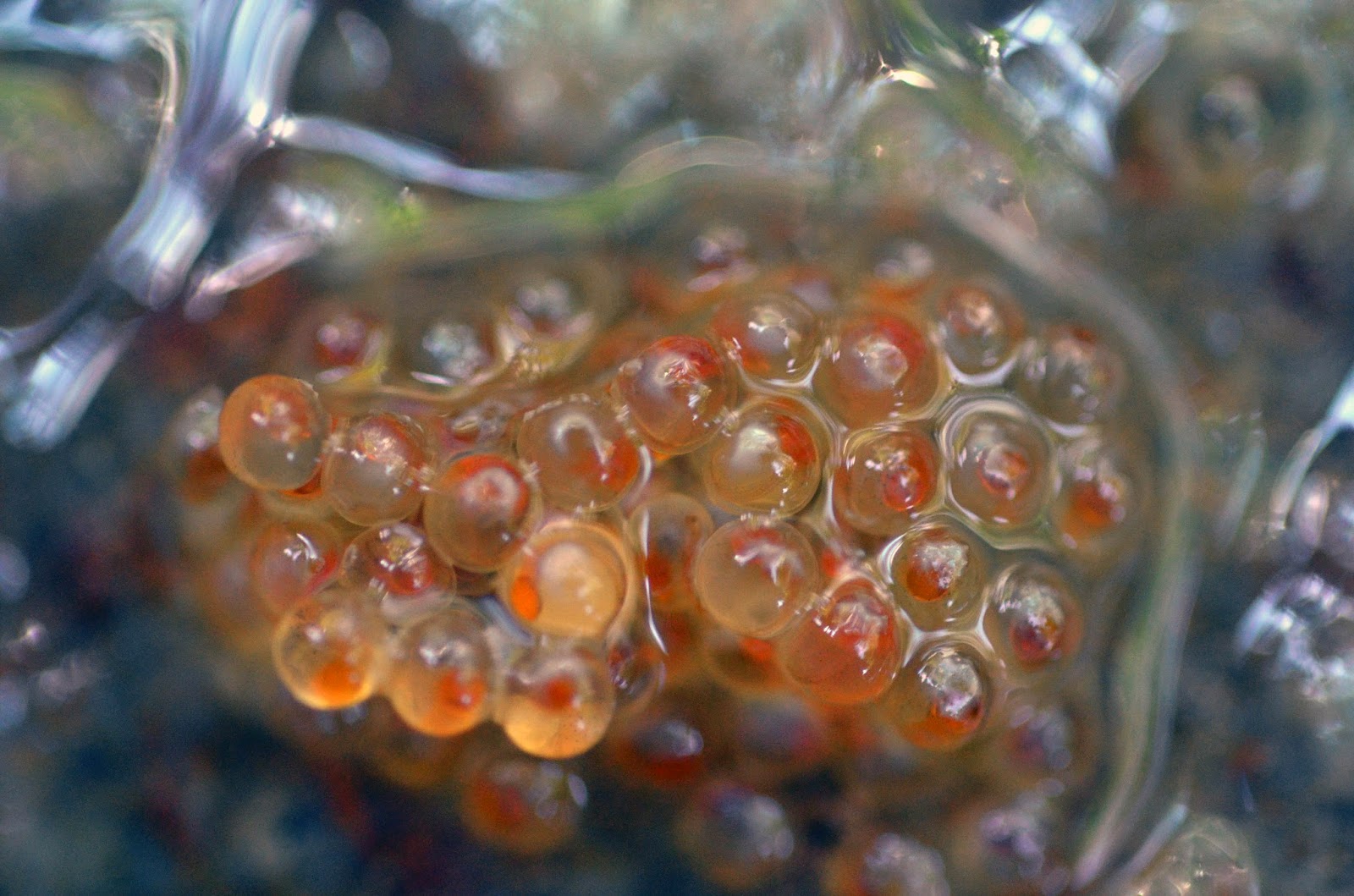 Virginia Fishes Redbreast sunfish fry development