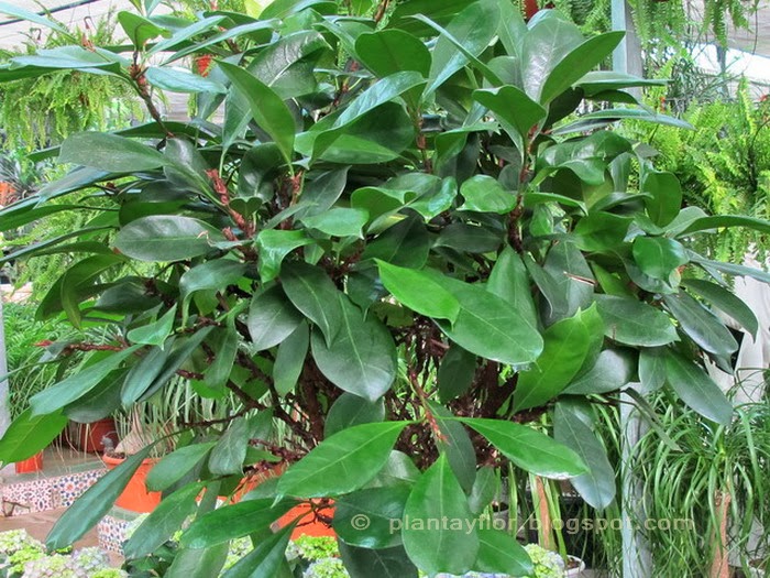 ficus cyathistipula