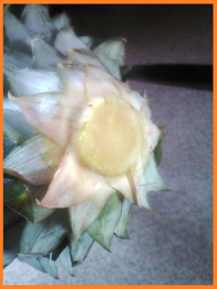 Cleanly sliced bottom of a pineapple leaf stem.