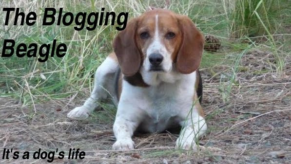 The Blogging Beagle
