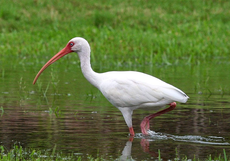 World Bird Sanctuary The American White Ibis
