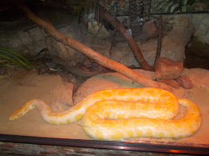 Burmese Python.