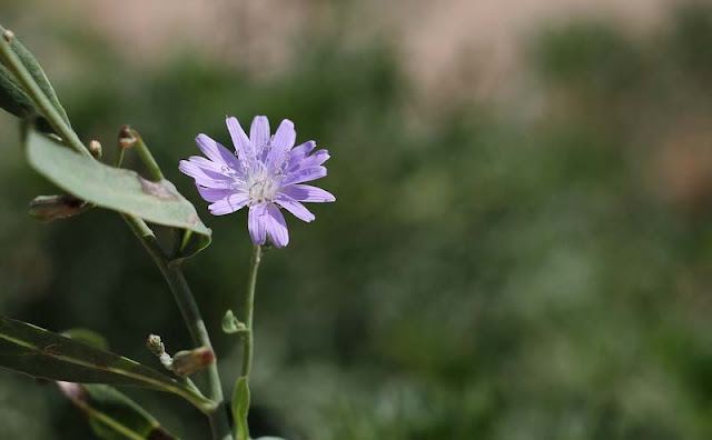 Blue Lettuce Flowers Pictures