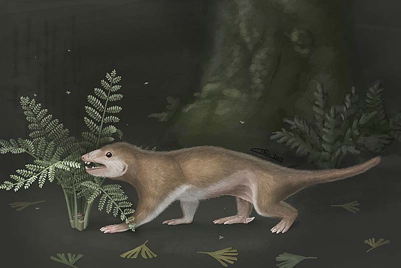 Species New to Science [PaleoMammalogy • 2013] Megaconus