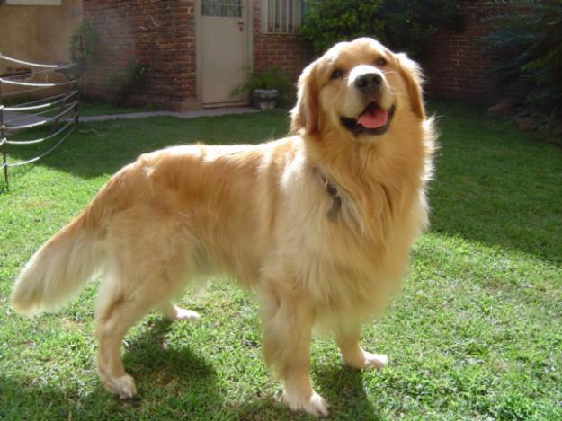 what were golden retrievers bred for about pets golden retriever what were golden retrievers bred for about pets golden retriever