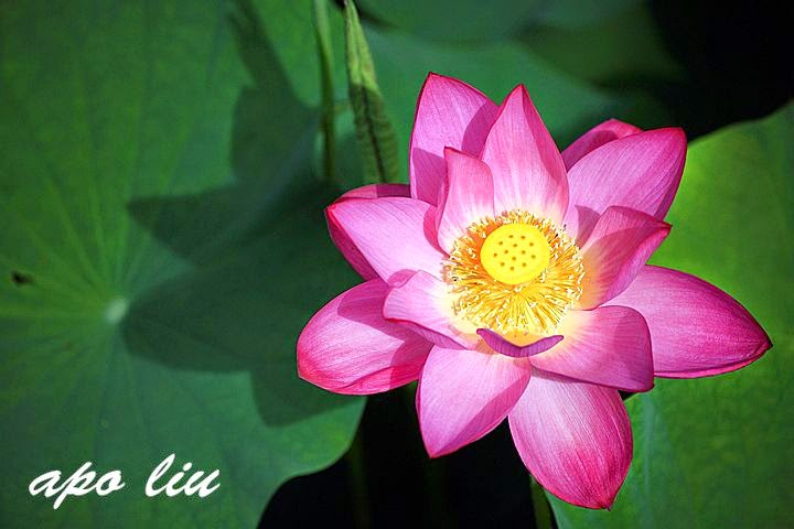 中興新村荷花季 中興新村荷花季
