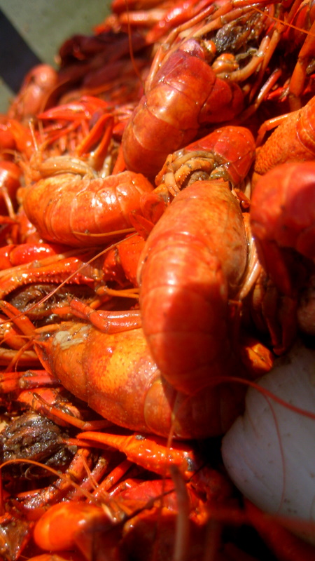 Crawfish+boil+recipe