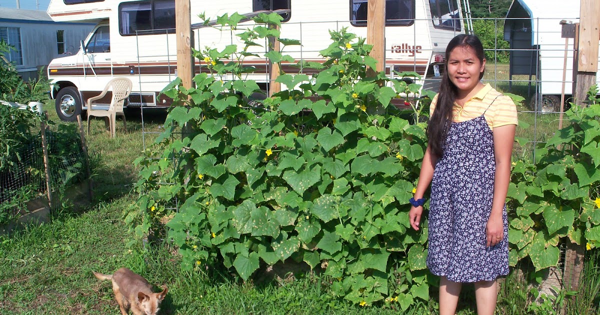 Cucumbers, ( How To Grow Cucumbers ) Part 2. | Garden The Easy Way