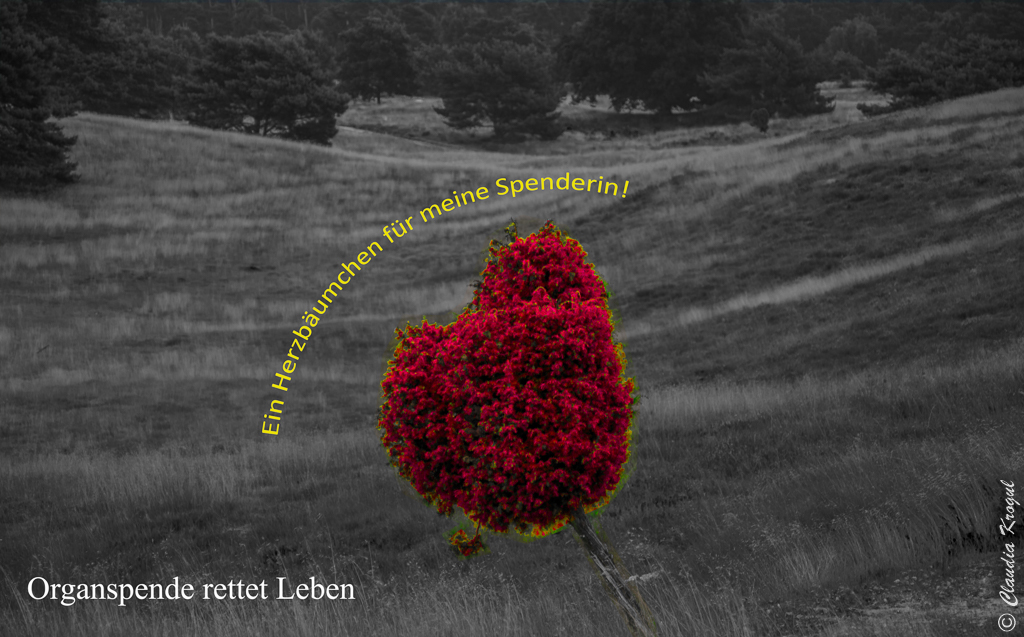 Dickydackel Blog Organspende Spruche Bilder
