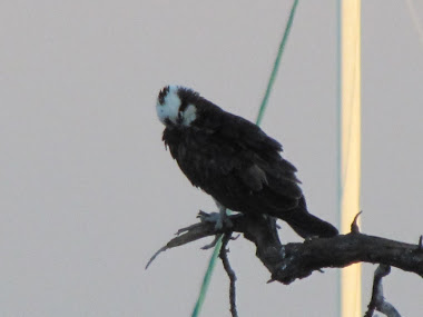 Osprey