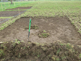 first plot for potatoes