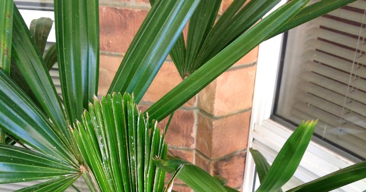 Indoor Plants How to Indoor Plant Care HelpMy Indoor Palm Has Problems!