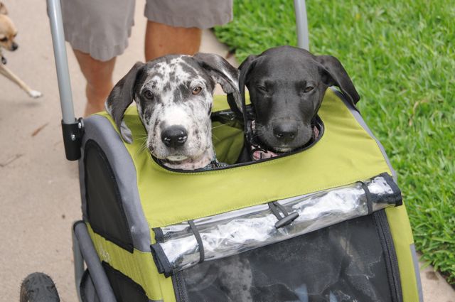 Dog Pushchair For Large Dogs Dog Pushchair For Large Dogs
