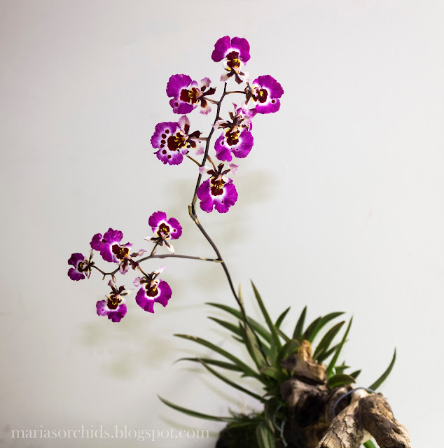 Purple Orchid Holidays Holy Land Tours Purple Orchid Holidays Holy Land Tours
