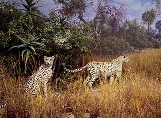 Akeley+hall+of+african+mammals