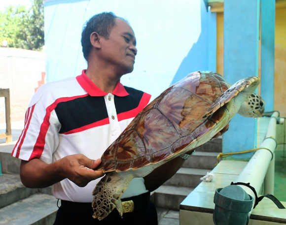 Konservasi penyu ada di area Pantai Batu Hiu.