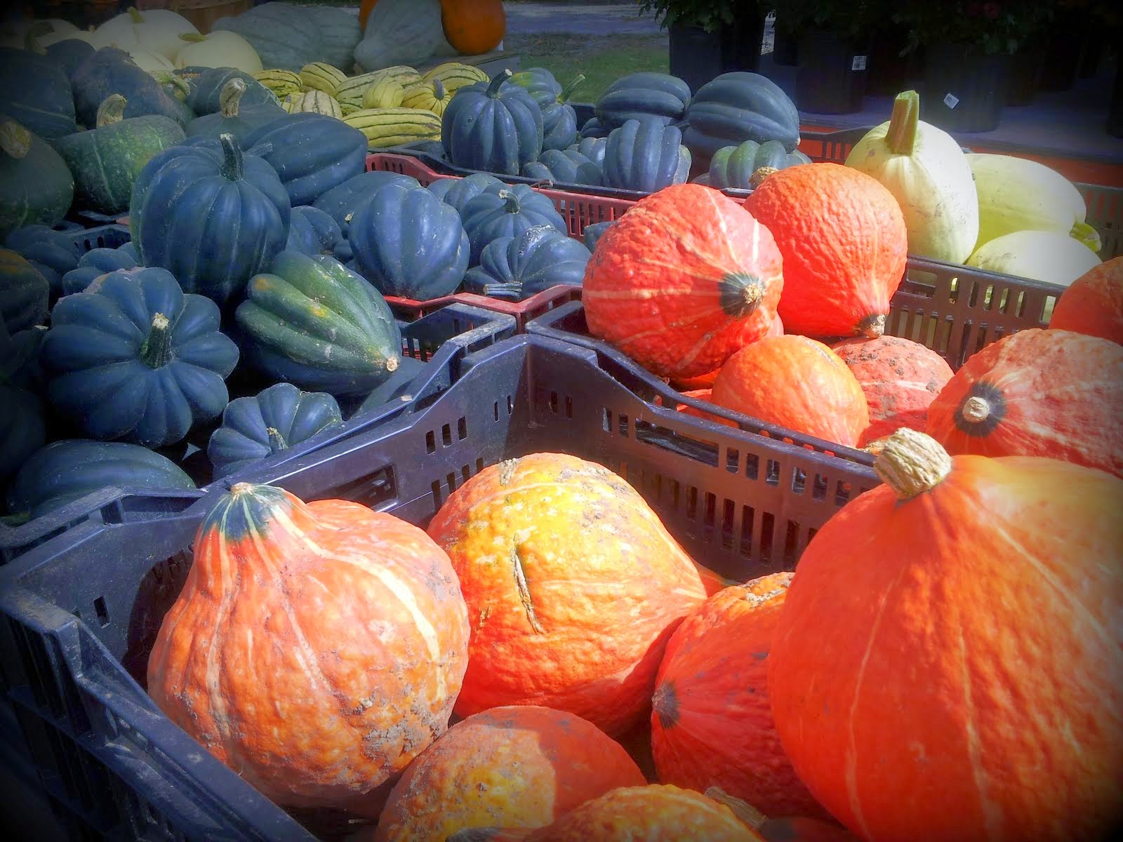 Fall harvest