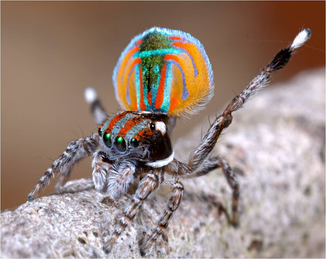 عنكبوت الطاووس من أجمل عناكب العالم Peacock+spider+15