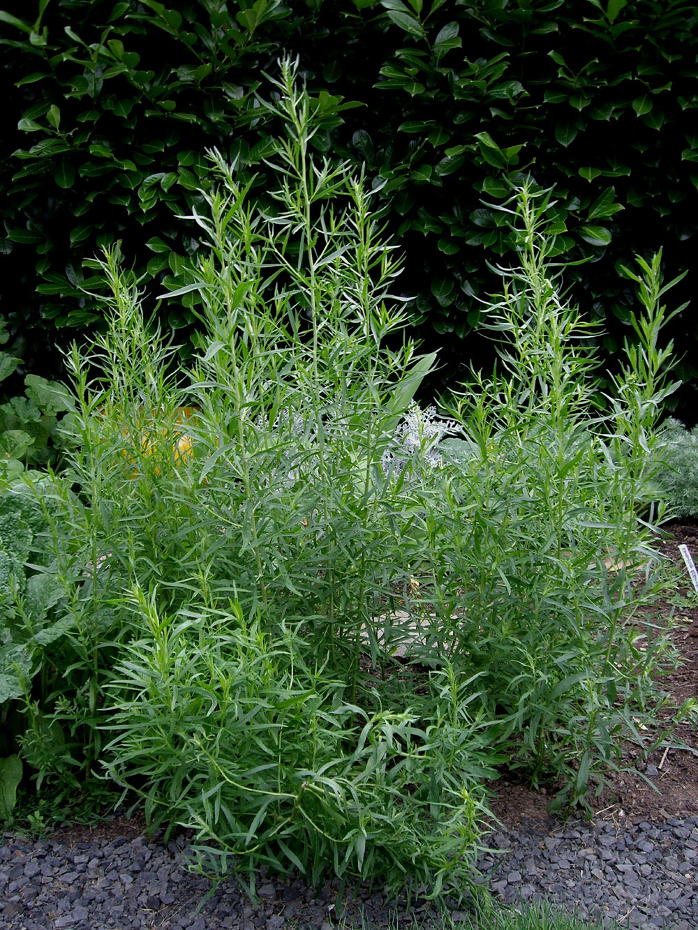 backyard patch herbal blog tarragon herb of the week chart programs