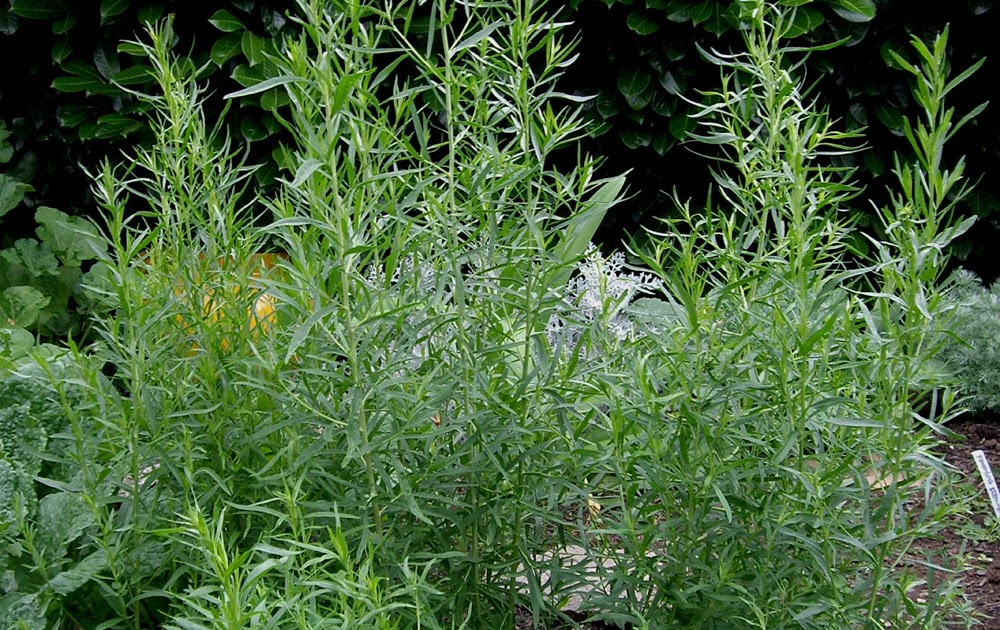 Backyard Patch Herbal Blog Tarragon Herb of the Week