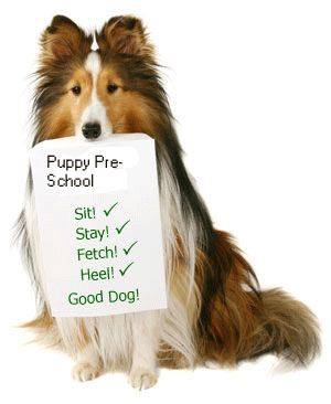 Training A Puppy With An Older Dog In The House Training A Puppy With An Older Dog In The House
