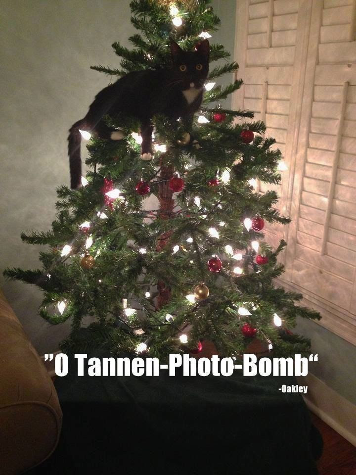 Last Christmas Grumpy Cat Meme Last Christmas Grumpy Cat Meme