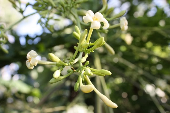 [Image: hoa-du-du-duc-chua-benh-1.jpg]