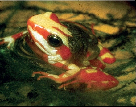 Perkembangan Katak Bagaimana Katak Kodok Melakukan Reproduksi