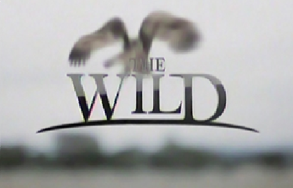 The Wild