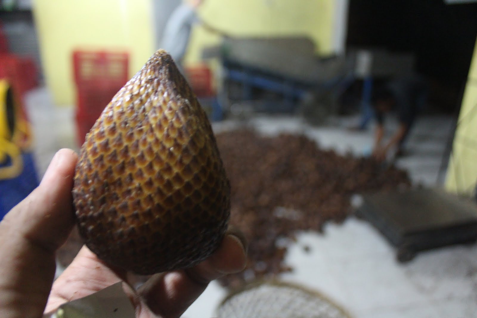 Madding Fresh Fruit Apa Itu Snake Fruit
