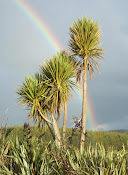 cabbage tree!