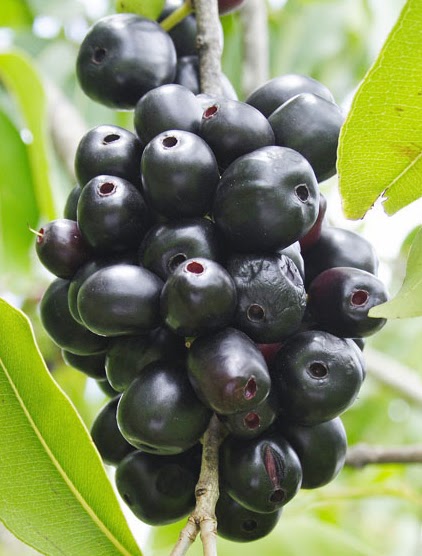 Plant A Jamun Jambool Java Plum Black Plum Or Syzygium Cumini Tree Sustainable Green Initiative Planting Fruit Trees To Fight Hunger Poverty Climate Change