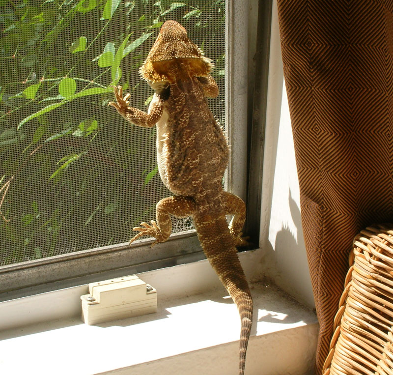 bearded-dragon-3