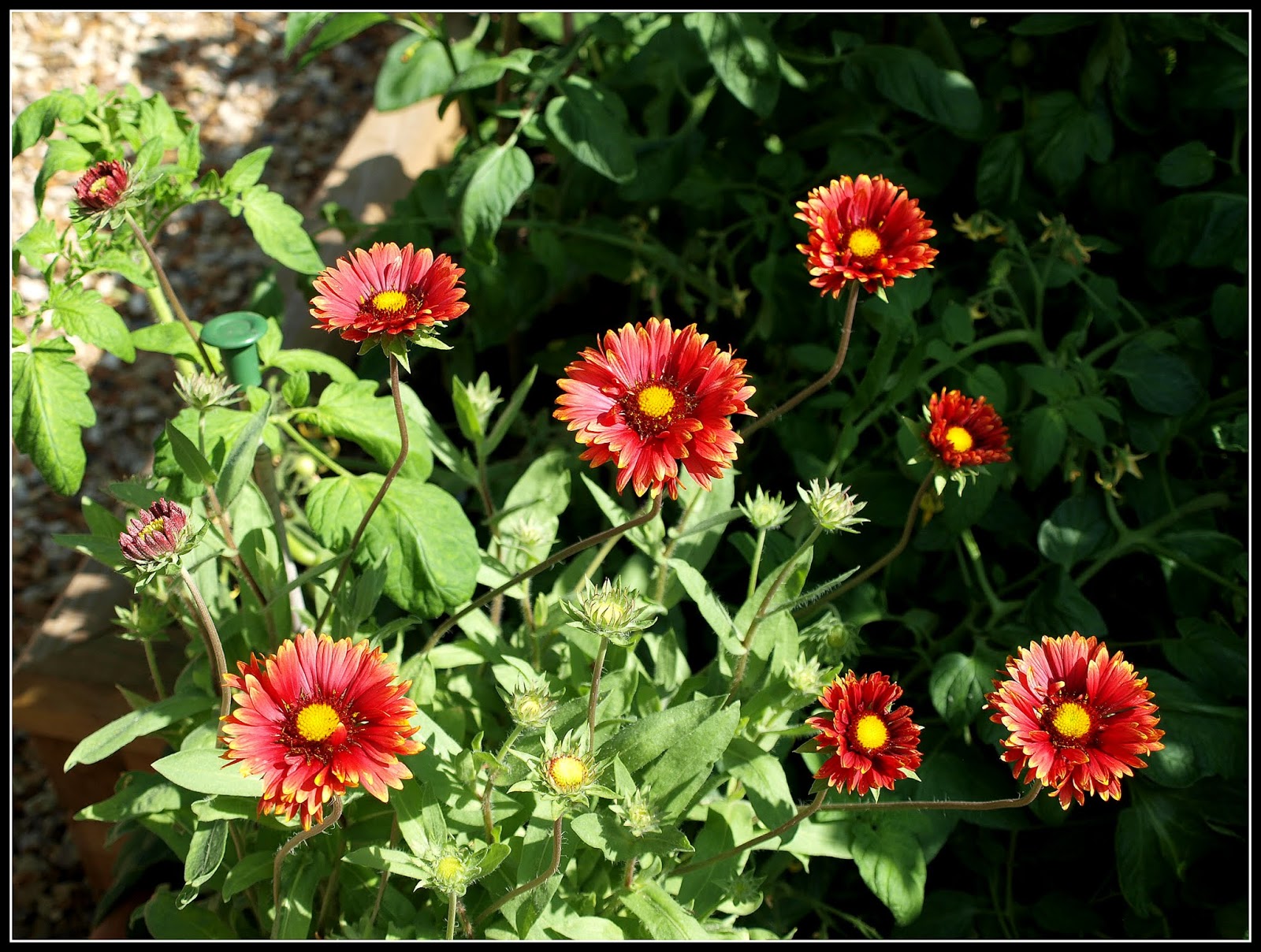 Mark's Veg Plot Gaillardia "Burgunder"