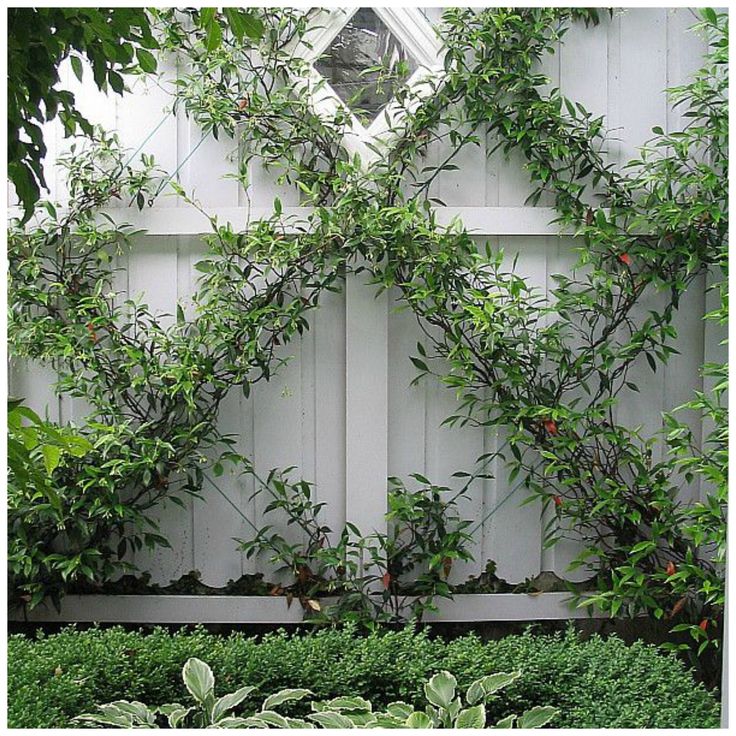 Designing Domesticity Inspiration Monday Espalier