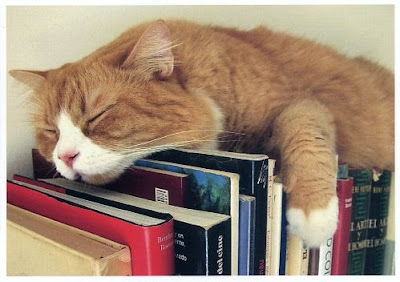 gato+livro.jpg