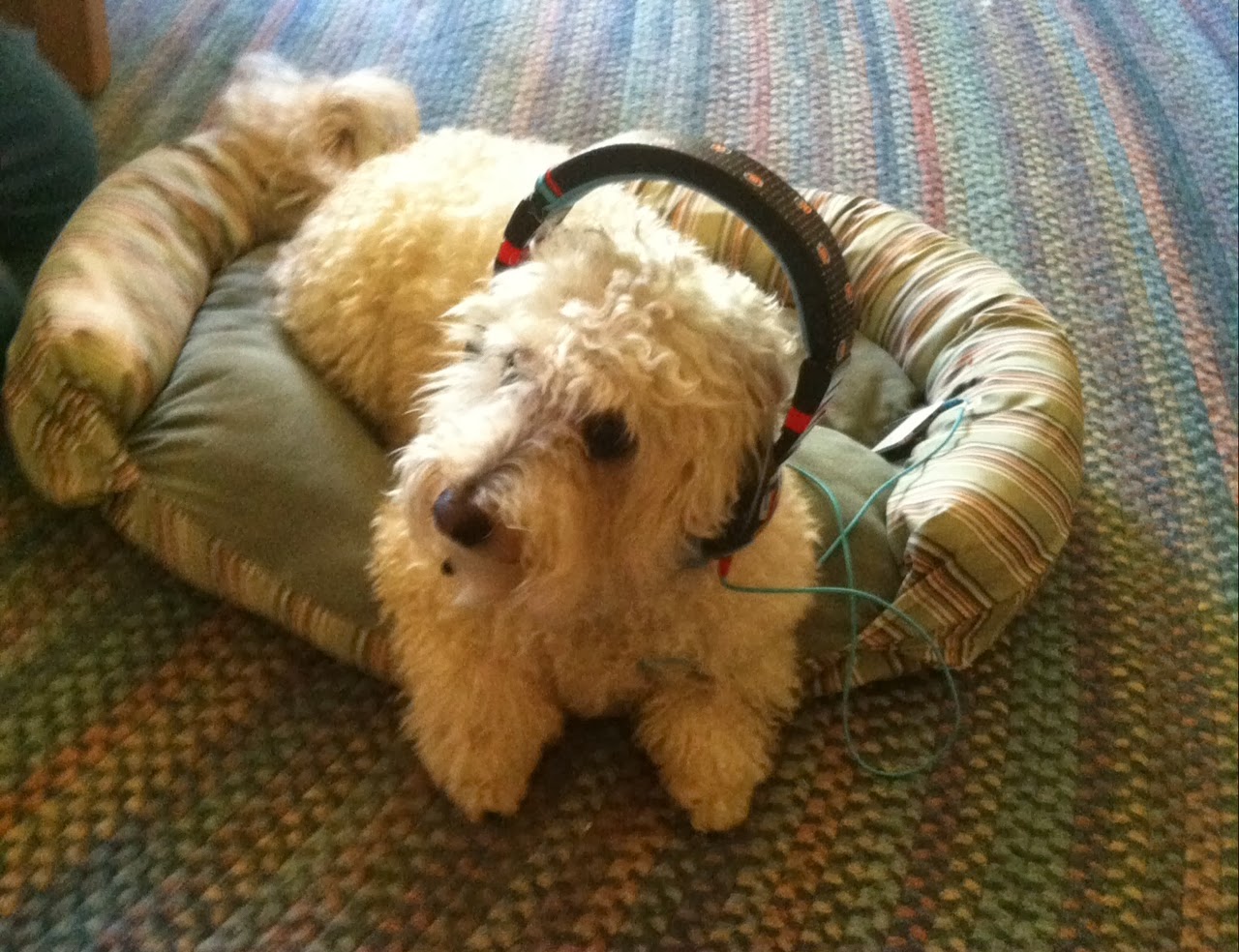 Henry dog's life Football Is Boring