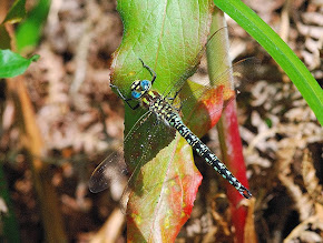 Hairy Dragonfly male