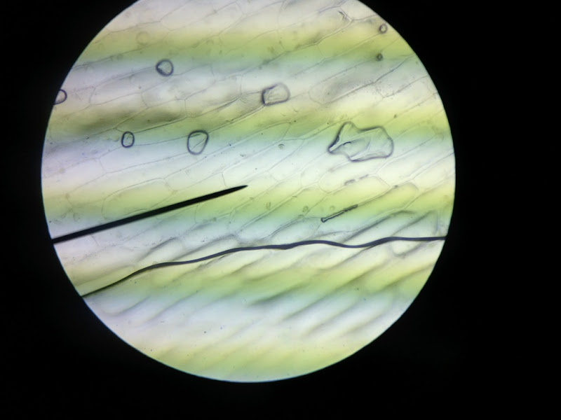 swifty science onion cell lab