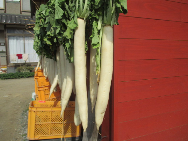 宇野農園 漬物用大根