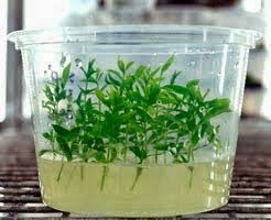 Dian Puspita Pengertian Dan Manfaat Kultur Jaringan